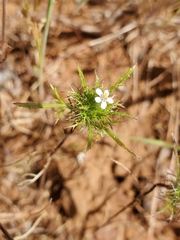 Navarretia tagetina
