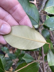 Amorphospermum antilogum