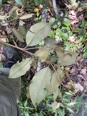 Amorphospermum antilogum