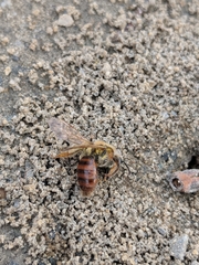 Andrena erythrogaster