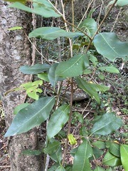 Amorphospermum antilogum