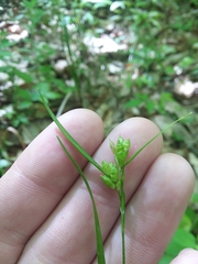 Carex corrugata