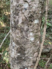 Amorphospermum antilogum