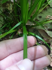 Carex corrugata