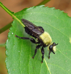 Laphria virginica