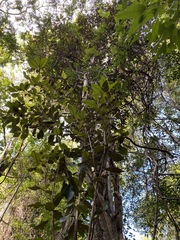 Amorphospermum antilogum