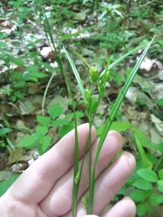 Carex corrugata
