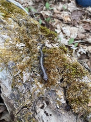 Plethodon welleri