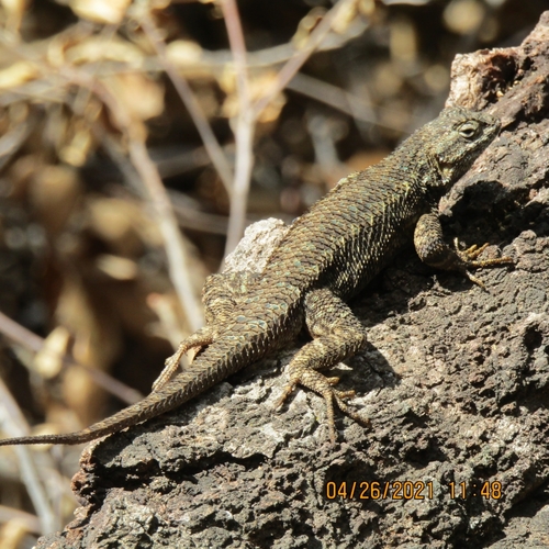 iNaturalist observation photo of Western Fence Lizard