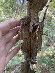 Mezoneuron brachycarpum