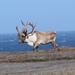 Newfoundland Caribou - Photo (c) Jake Harding, some rights reserved (CC BY-NC), uploaded by Jake Harding