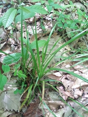 Carex corrugata