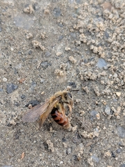 Andrena erythrogaster