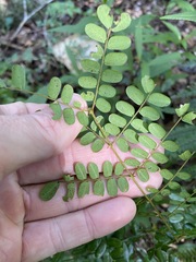 Mezoneuron brachycarpum