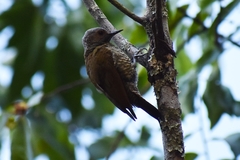 Colaptes auricularis