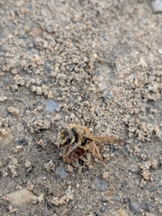 Andrena erythrogaster