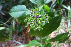Palicourea violacea