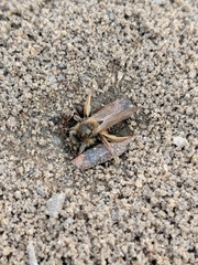 Andrena erythrogaster