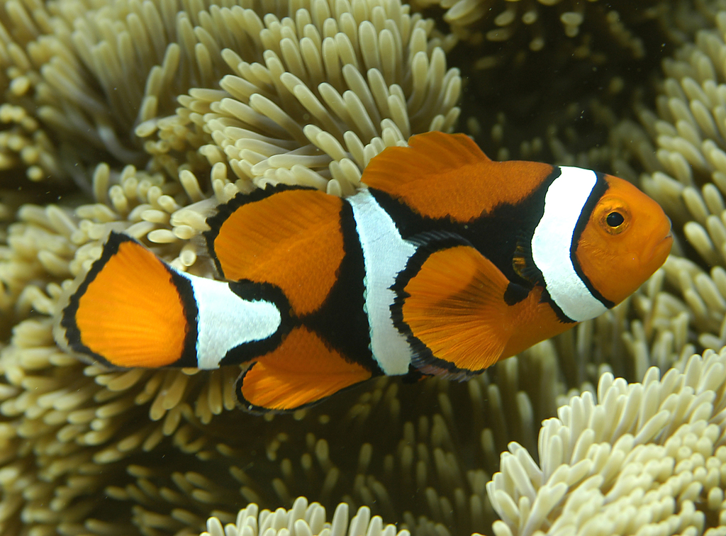 blackfinned clownfish