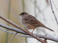 Zonotrichia atricapilla