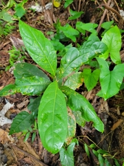 Ocotea leucoxylon