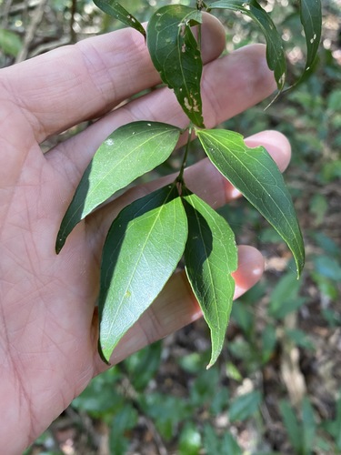 Image of Jasminum jenniae by (c) Greg Tasney, some rights reserved (CC BY-SA)