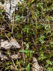 Helianthus porteri