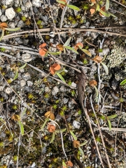 Helianthus porteri