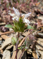 Acanthomintha lanceolata