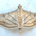 Trapeze Moth - Photo (c) Botswanabugs, some rights reserved (CC BY-NC)