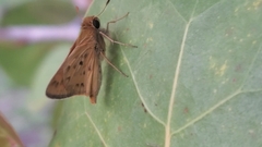 Hylephila phyleus