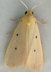 Mimasura tripunctoides