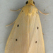 Mimasura tripunctoides - Photo no hay derechos reservados, subido por Botswanabugs