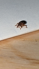 Lignyodes horridulus