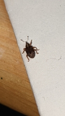 Lignyodes horridulus