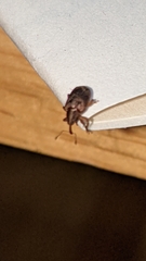 Lignyodes horridulus