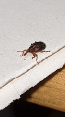 Lignyodes horridulus