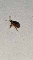 Lignyodes horridulus