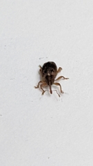 Lignyodes horridulus