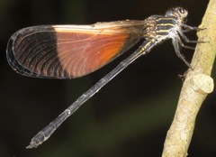Polythore boliviana