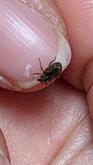 Lignyodes horridulus