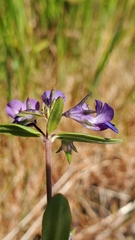 Collinsia grandiflora