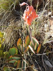 Cotyledon orbiculata orbiculata