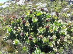 Protea grandiceps