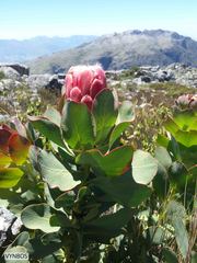 Protea grandiceps