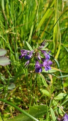 Collinsia grandiflora