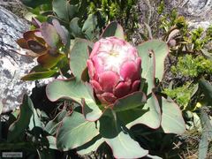 Protea grandiceps
