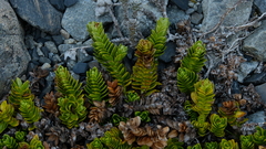 Veronica macrocalyx macrocalyx