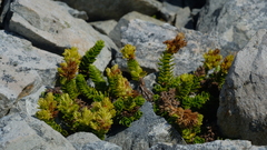Veronica macrocalyx macrocalyx