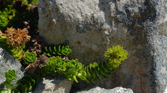 Veronica macrocalyx macrocalyx